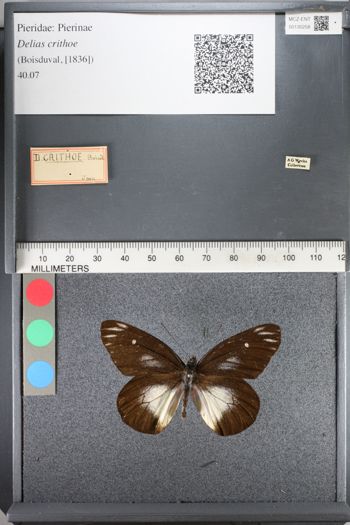 Media type: image;   Entomology 130258